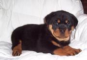Adorable Rottweiler puppies 